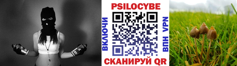 Галлюциногенные грибы Psilocybe  Узловая 